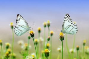 Entspannen im eigenen Garten