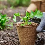 Die Bewässerung Ihrer Pflanzen